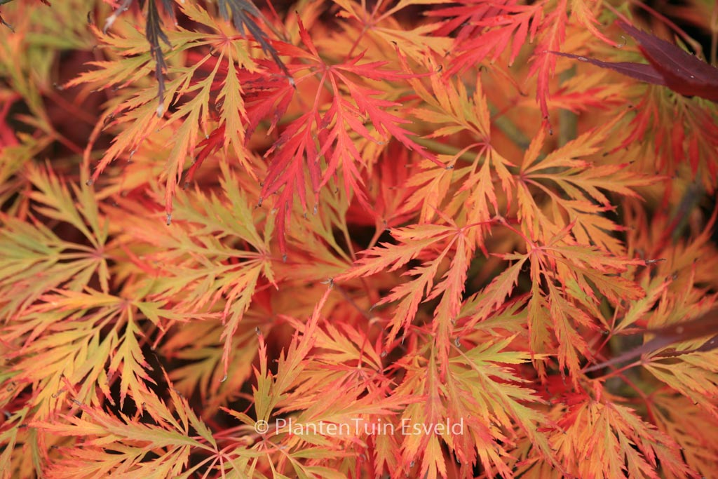 Acer palmatum ‚Irish Lace‘
