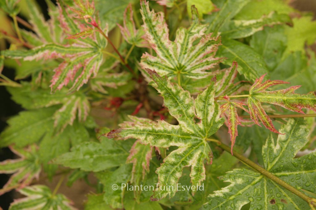 Acer palmatum ‚Iro-iro‘