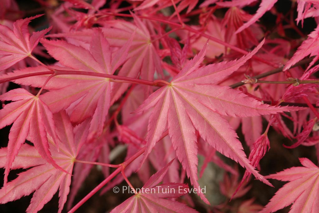 Acer palmatum ‚Isobel‘