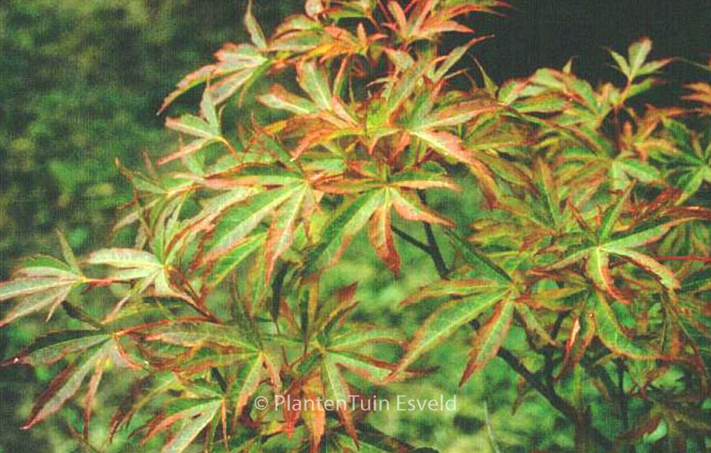 Acer palmatum ‚Itami-nishiki‘
