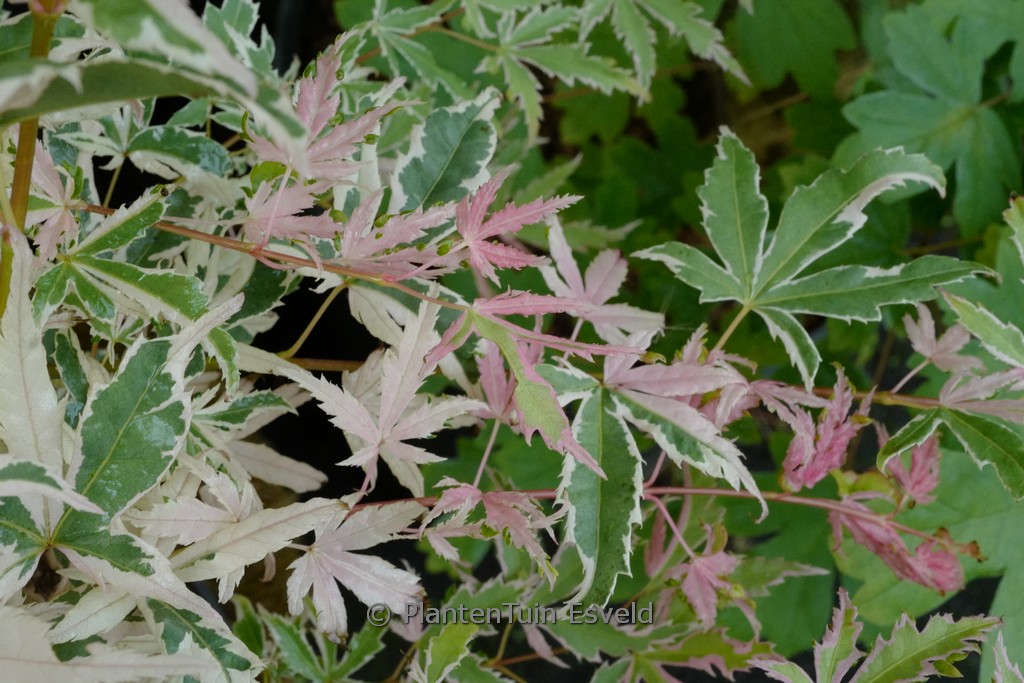 Acer palmatum ‚Iyoshi‘