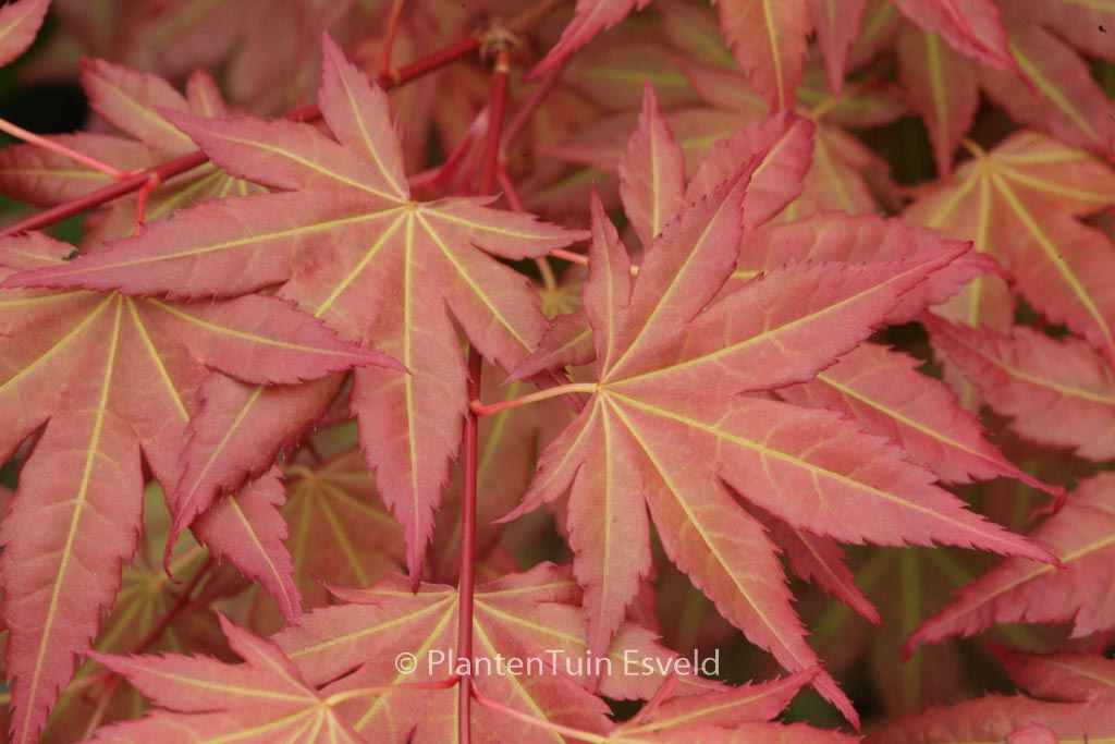 Acer palmatum ‚JWW7‘ (BROWN SUGAR)