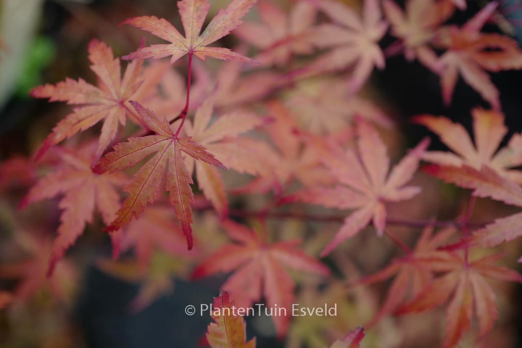 Acer palmatum ‚JWW8‘ (BUTTERSCOTCH)