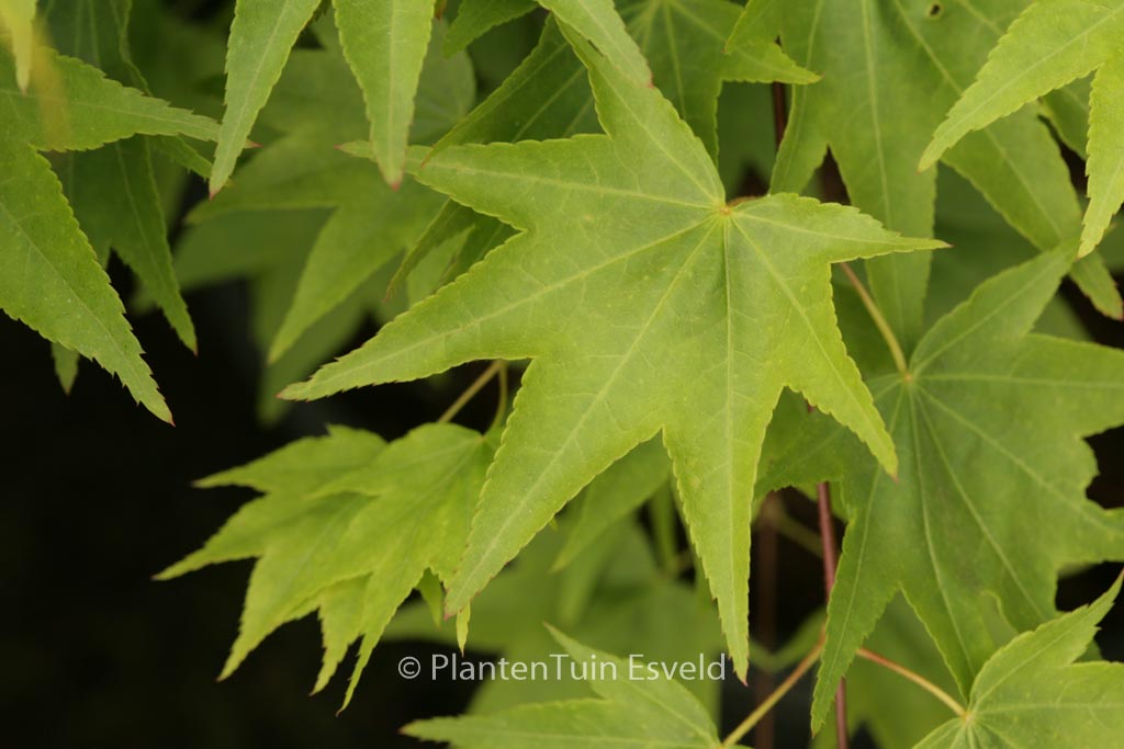 Acer palmatum ‚Jade Gate‘