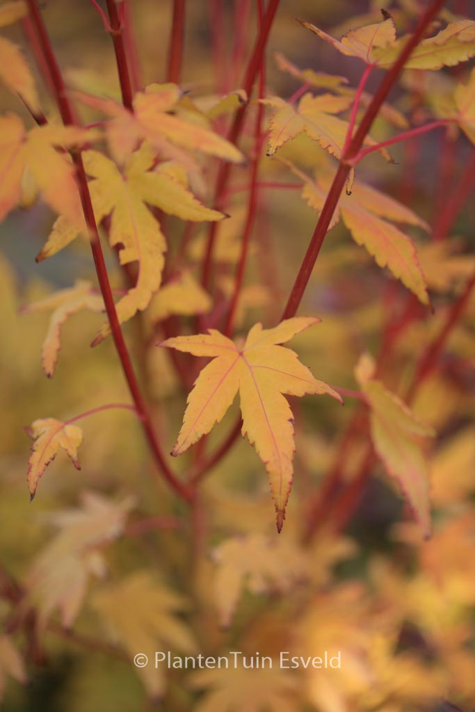 Acer palmatum ‚Japanese Sunrise‘