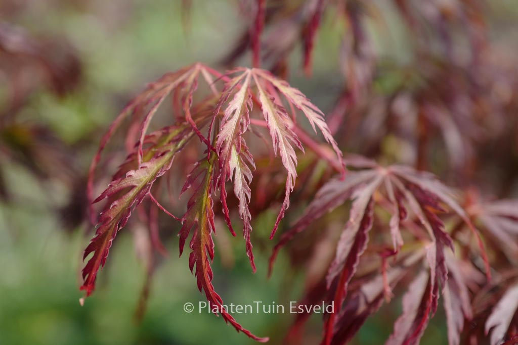 Acer palmatum ‚Jeddeloh Orange‘