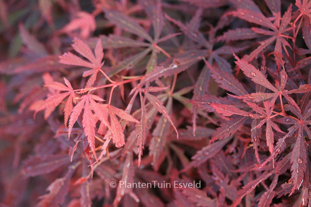 Acer palmatum ‚Jerre Schwartz‘