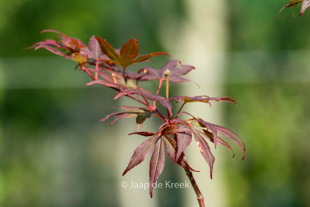 Acer palmatum ‚Jim Baggart‘
