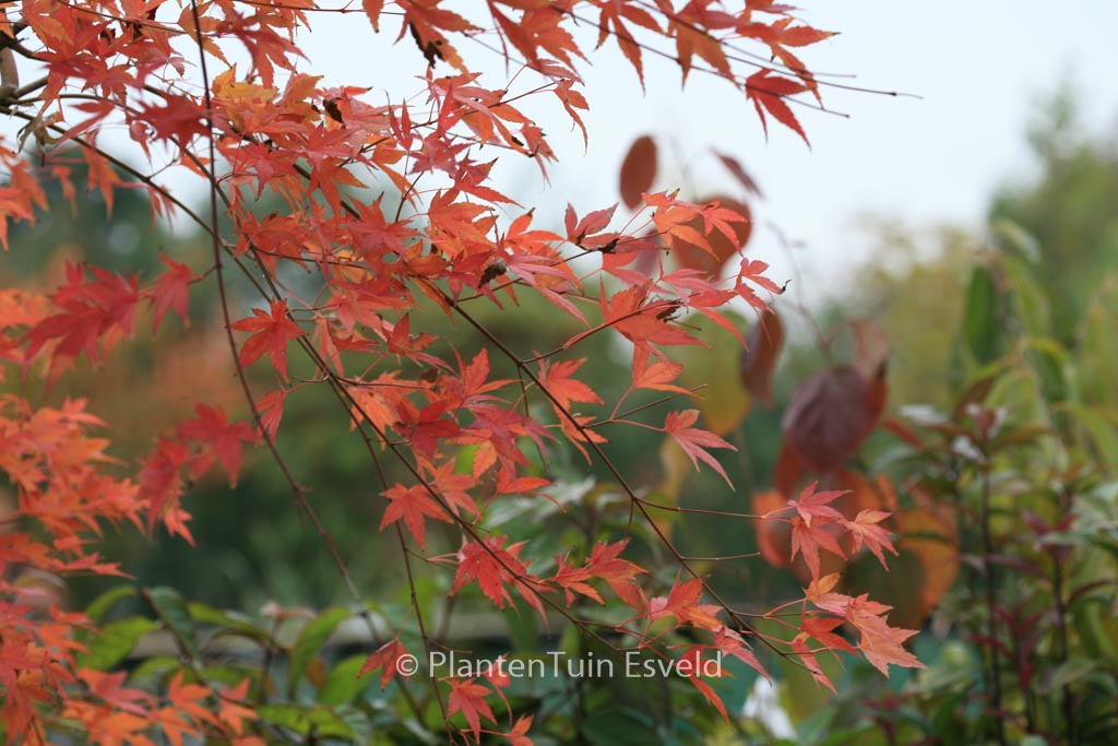 Acer palmatum ‚Jiroh-shidare‘
