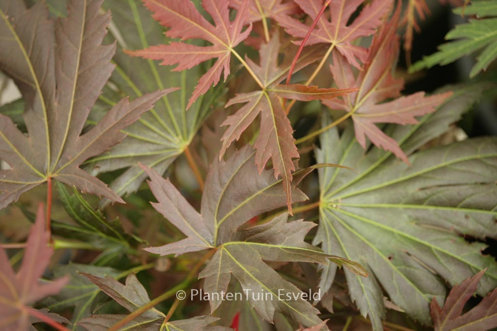Acer palmatum ‚Johin‘