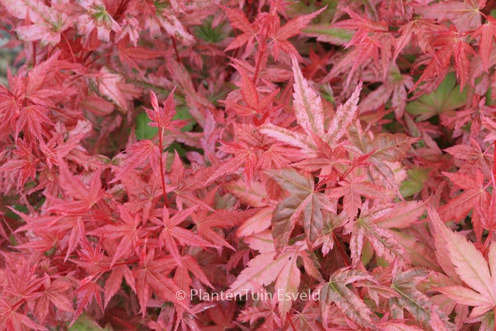 Acer palmatum ‚Johnnie’s Pink‘