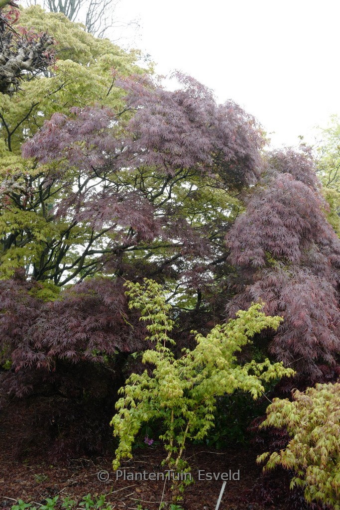 Acer palmatum ‚Julian‘
