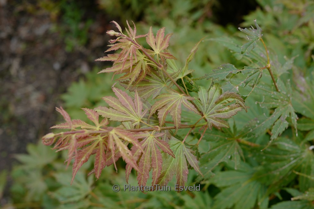 Acer palmatum ‚Kaga-kujaku‘