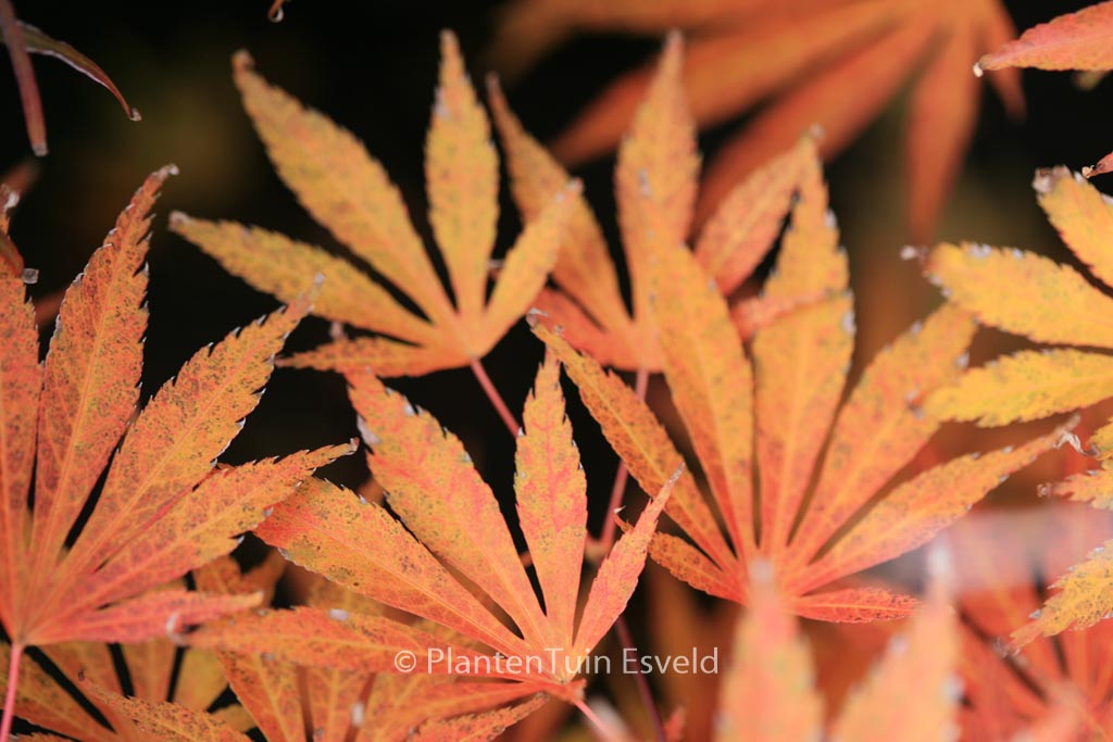 Acer palmatum ‚Kaga-oh-beni‘