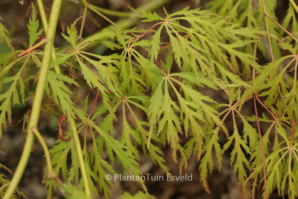 Acer palmatum ‚Kaga-sudare‘