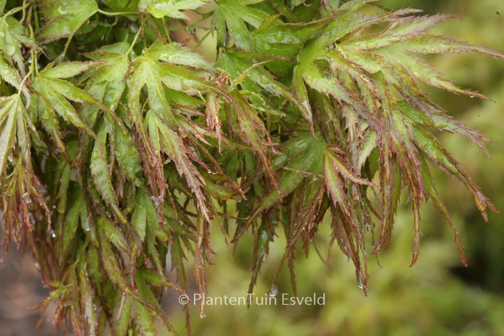 Acer palmatum ‚Kamagata‘