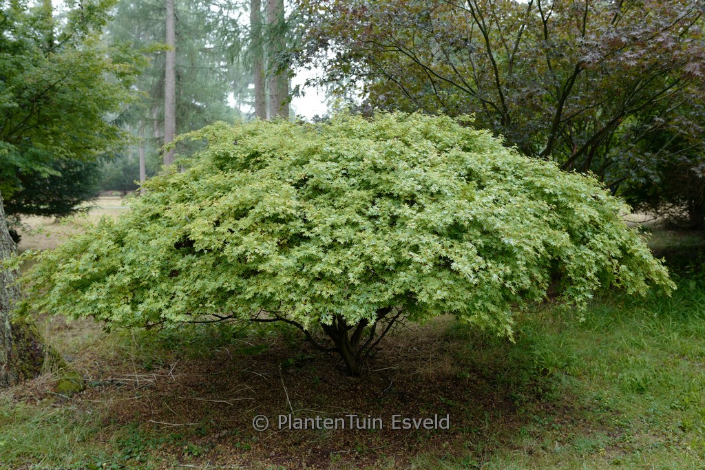 Acer palmatum ‚Kandy Kitchen‘
