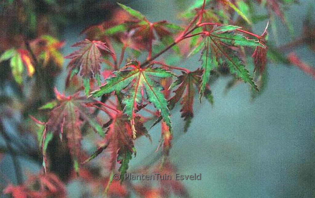 Acer palmatum ‚Kara-ori‘