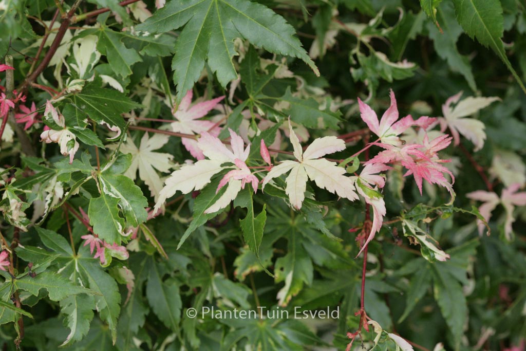 Acer palmatum ‚Karasu-gawa‘