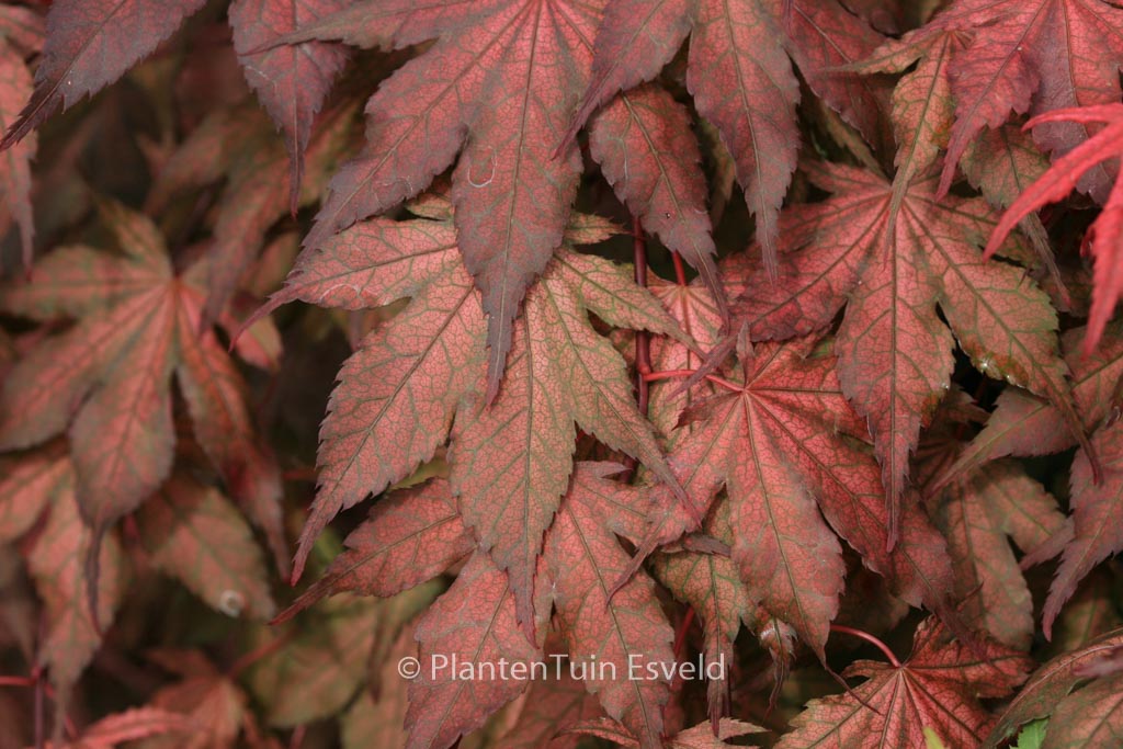 Acer palmatum ‚Kasagi-yama‘