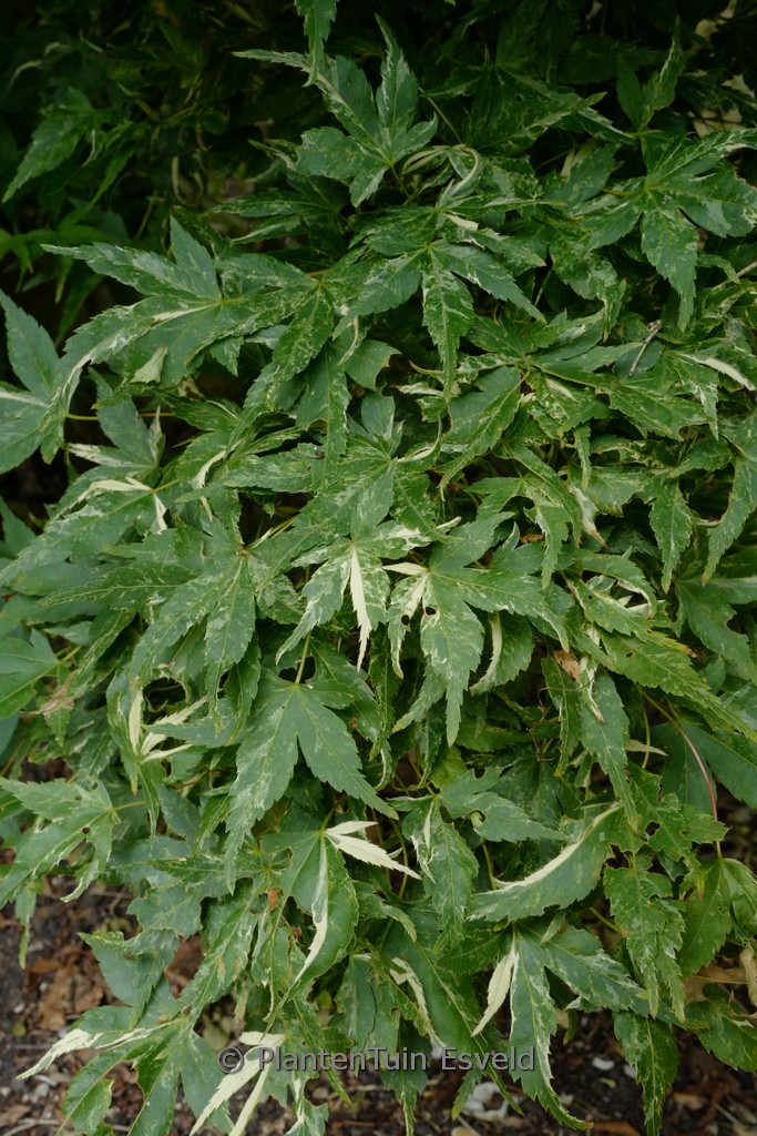 Acer palmatum ‚Kasen-nishiki‘