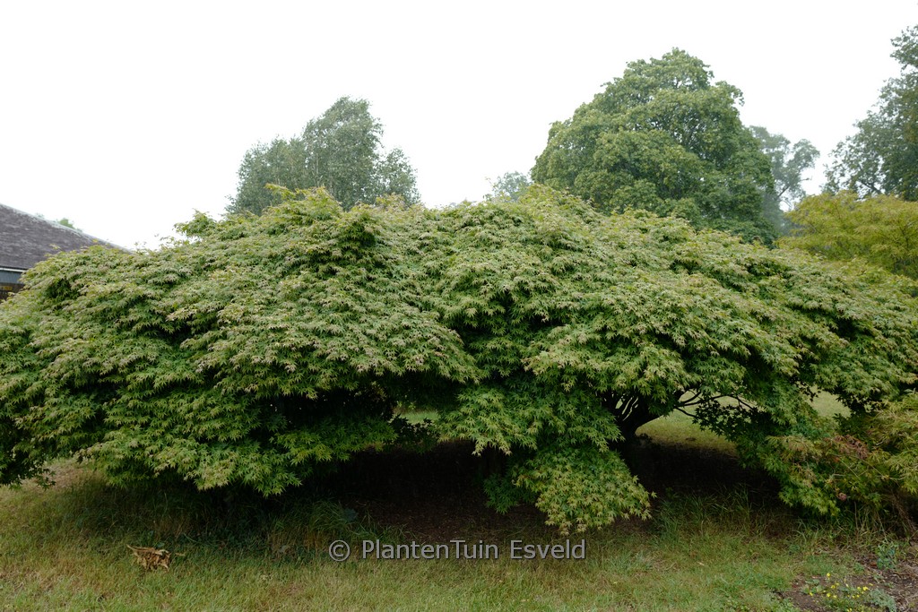 Acer palmatum ‚Kashima‘