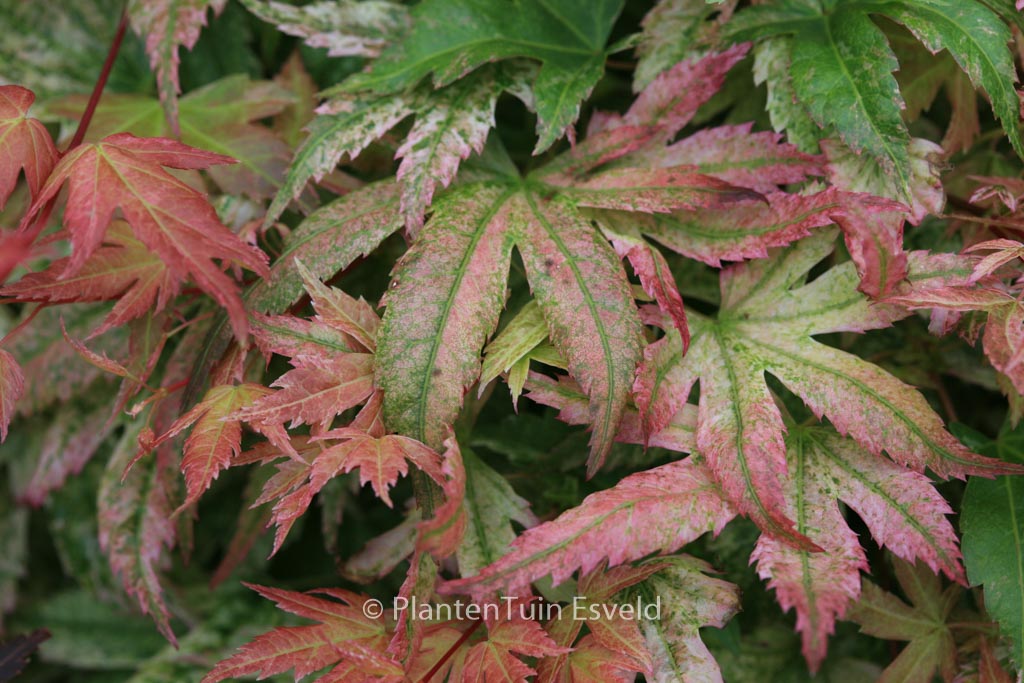Acer palmatum ‚Kawahara Rose‘