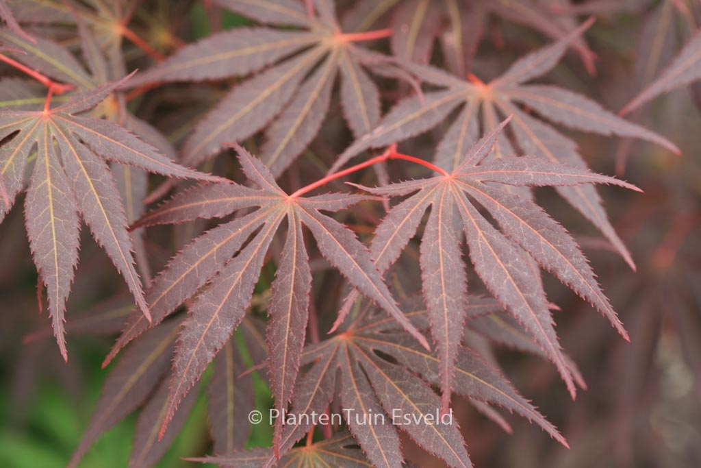 Acer palmatum ‚Kegon‘