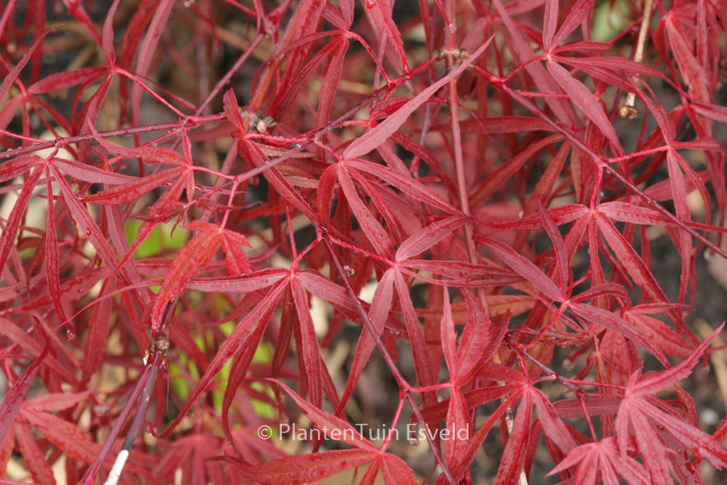 Acer palmatum ‚Keiser‘