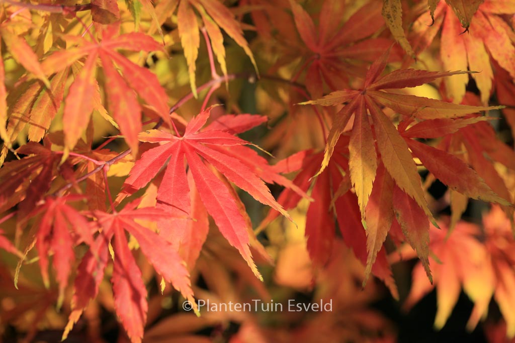 Acer palmatum ‚Kenzan‘