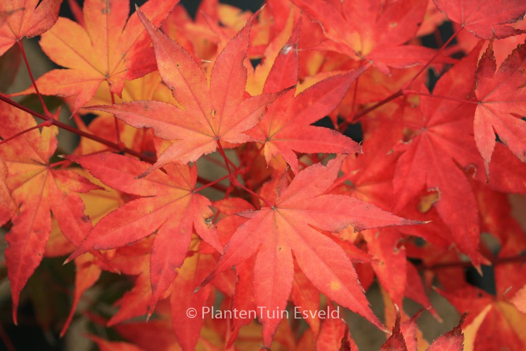 Acer palmatum ‚Kibune‘