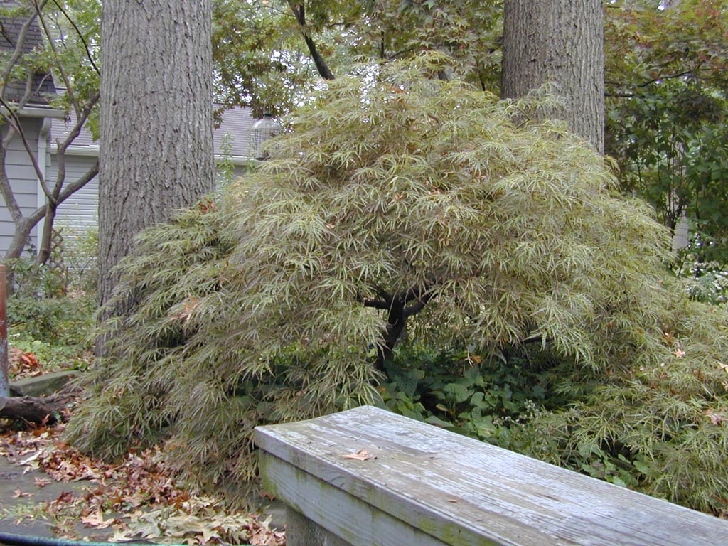 Acer palmatum ‚Kim‘