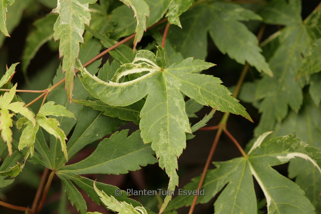 Acer palmatum ‚Kingsville Variegated‘