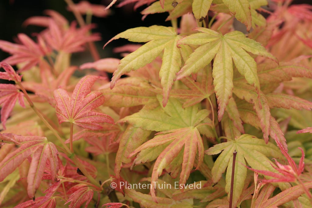 Acer palmatum ‚Kinran‘