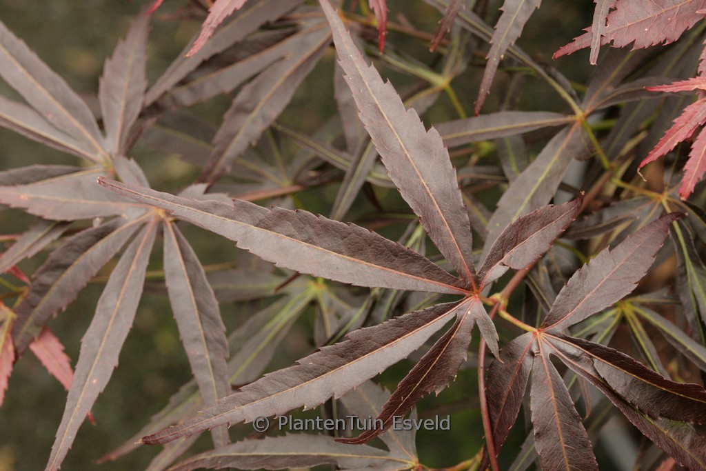 Acer palmatum ‚Kinshi‘