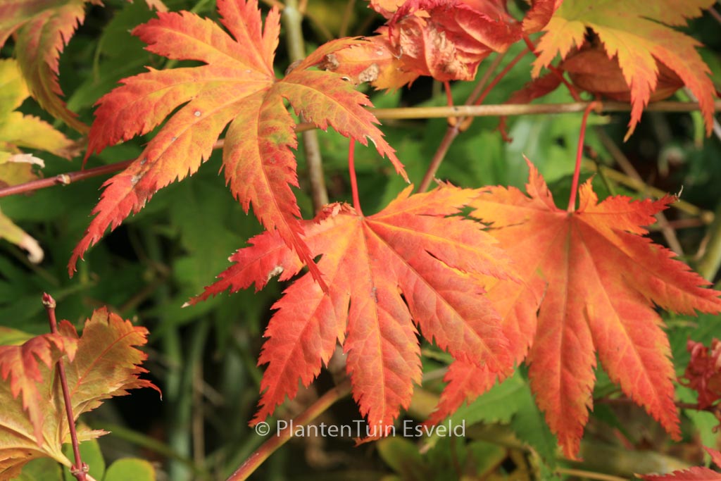 Acer palmatum ‚Kishuzan‘
