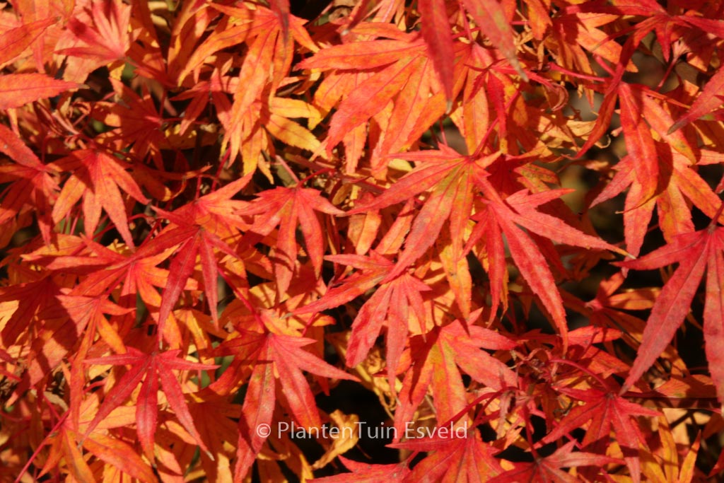 Acer palmatum ‚Ko-chidori‘