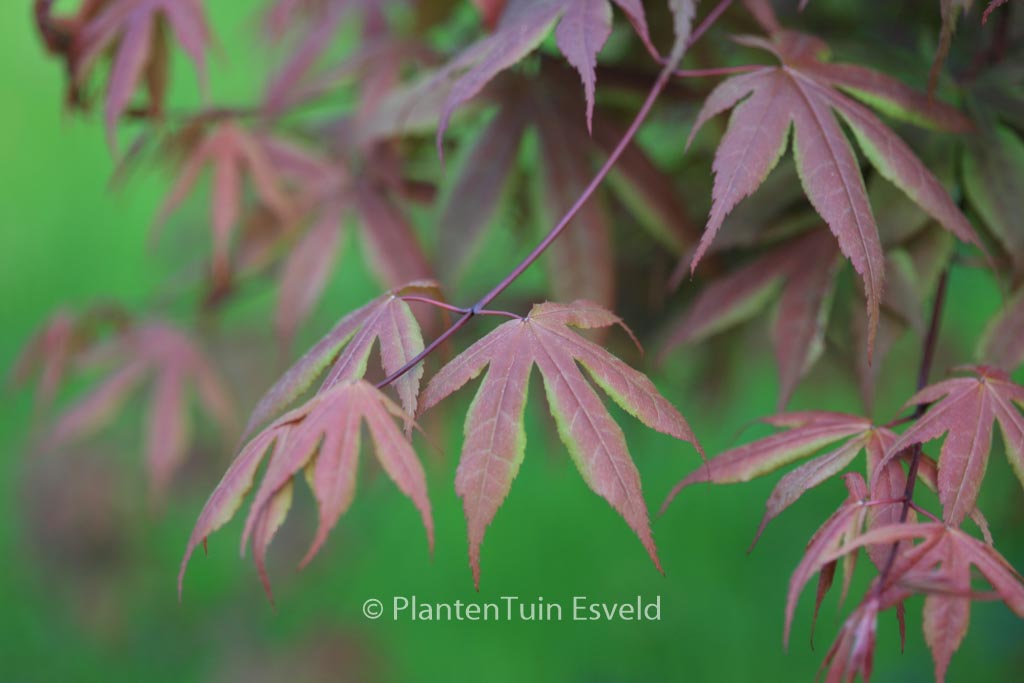 Acer palmatum ‚Koba-shohjoh‘