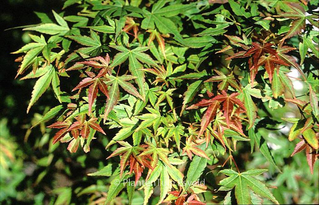 Acer palmatum ‚Kogane-nishiki‘