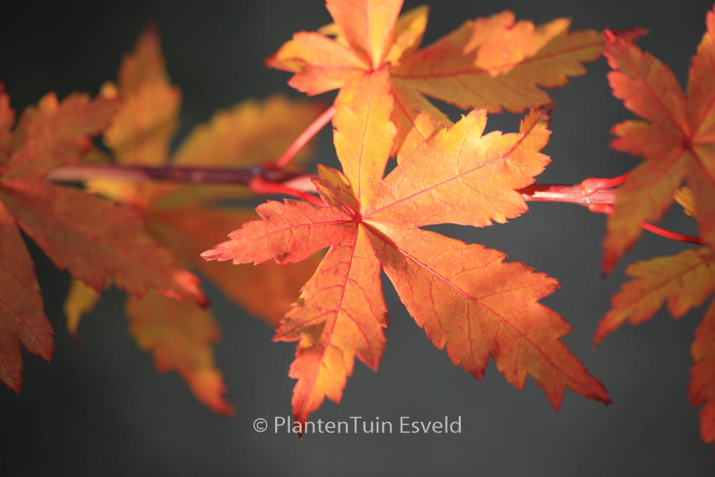 Acer palmatum ‚Kohya-madani-nishiki‘