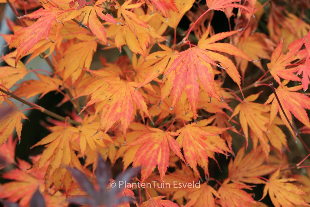 Acer palmatum ‚Koko‘
