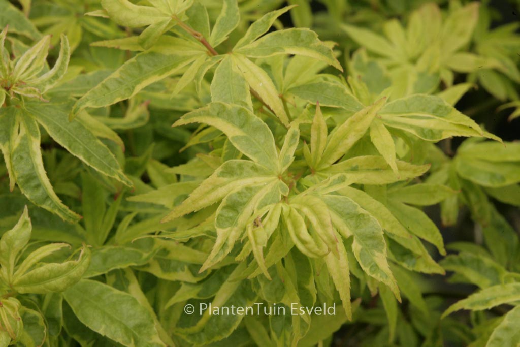 Acer palmatum ‚Kokubunji-nishiki‘