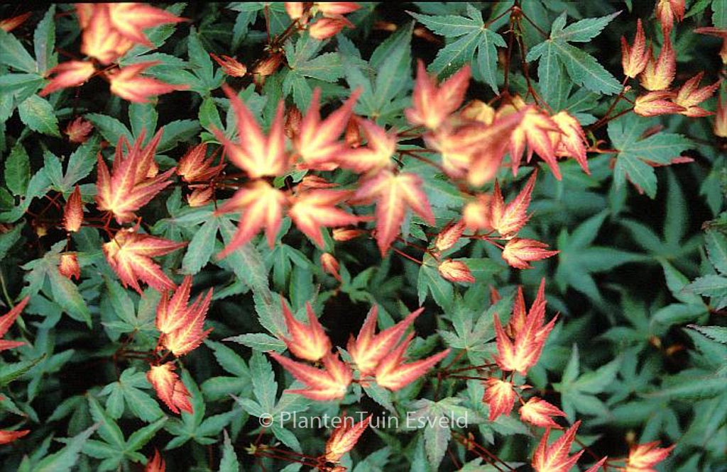 Acer palmatum ‚Komachi-hime‘
