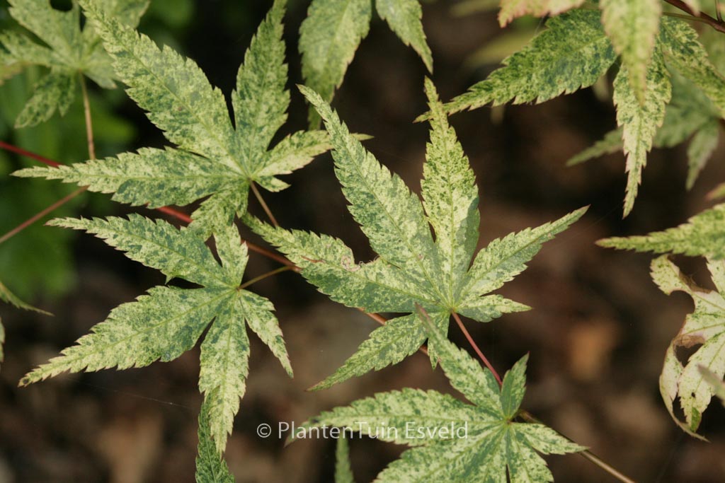 Acer palmatum ‚Komon-nishiki‘