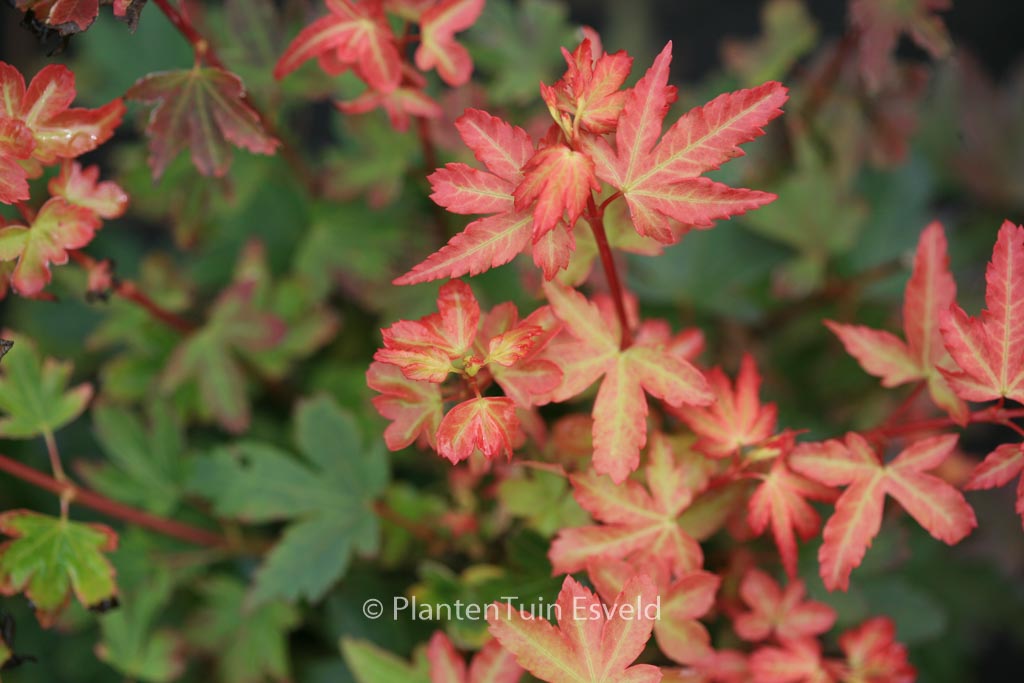 Acer palmatum ‚Koto-maru‘