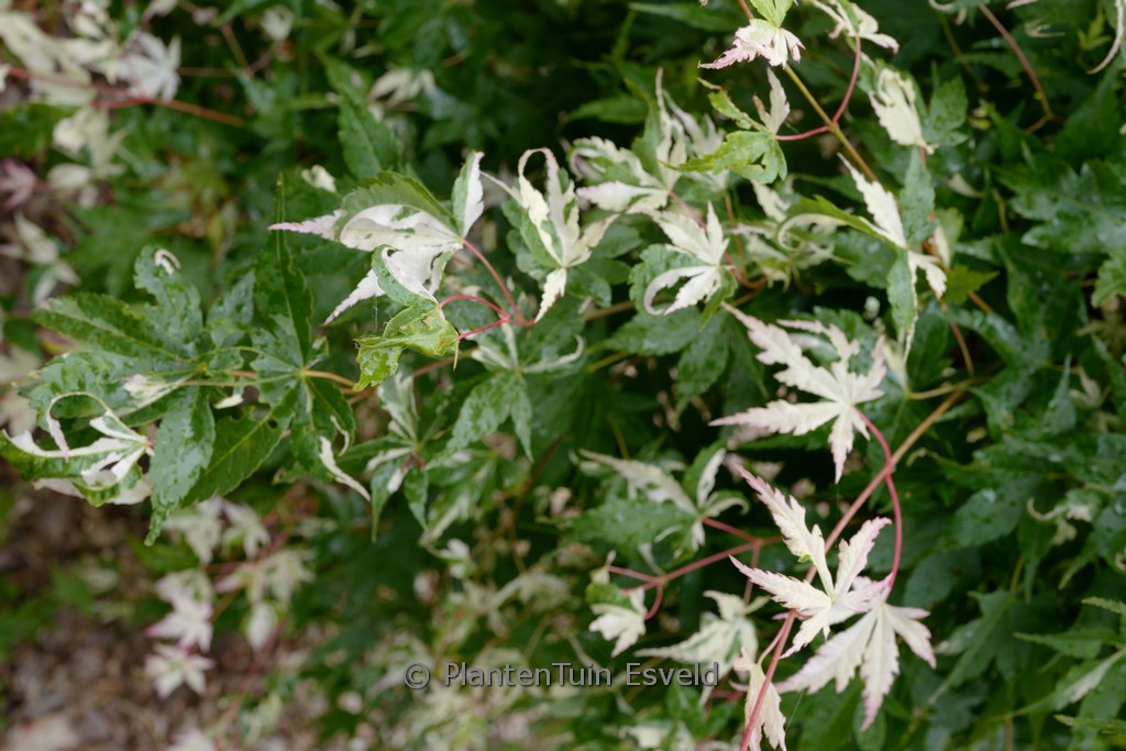 Acer palmatum ‚Kotobuki‘