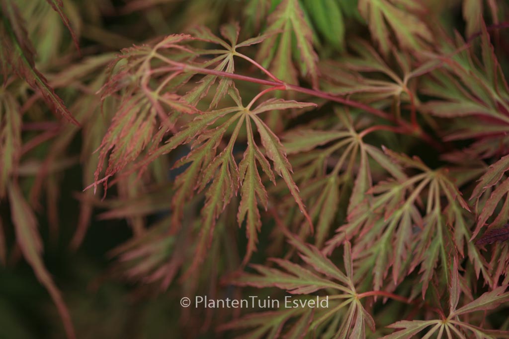 Acer palmatum ‚Koyo-ao-shidare‘