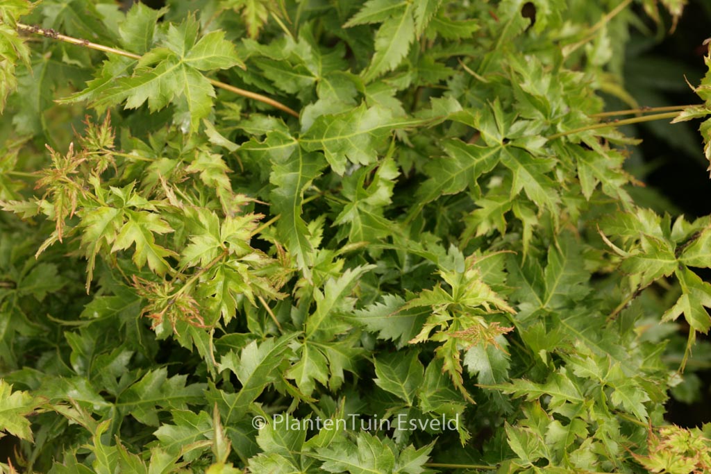 Acer palmatum ‚Krazy Krinkle‘