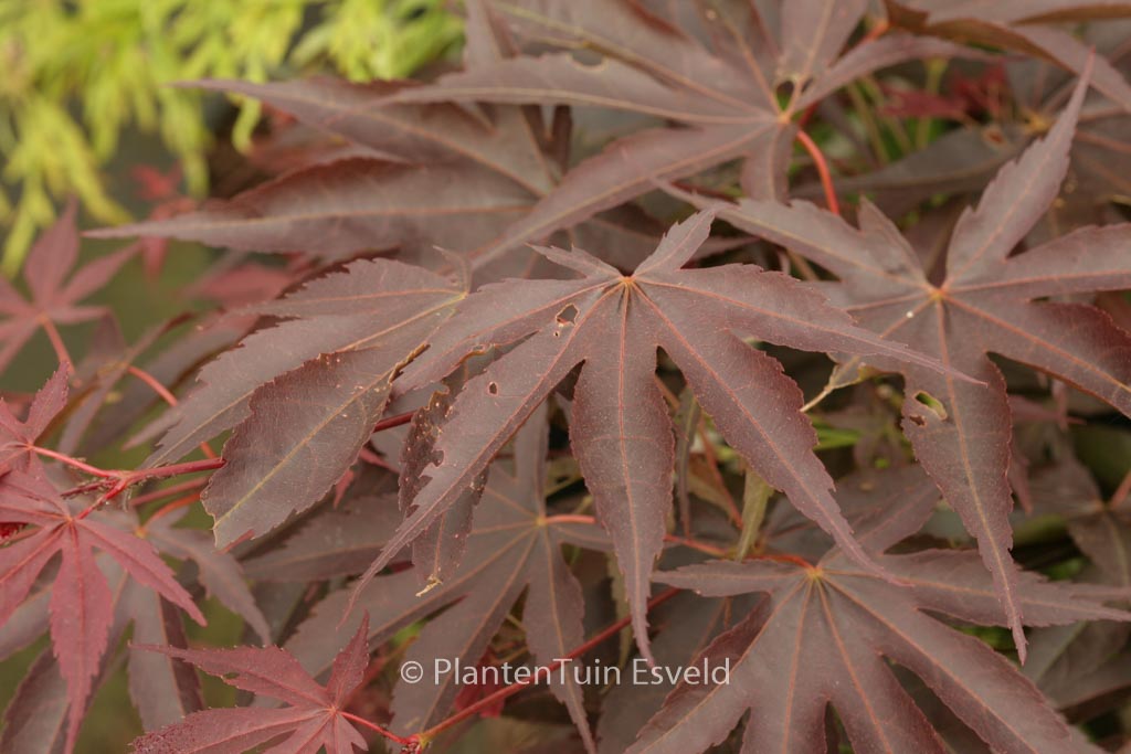 Acer palmatum ‚Kuni-no-sato‘