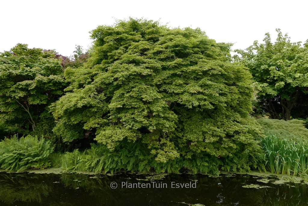 Acer palmatum ‚Kurabu-yama‘